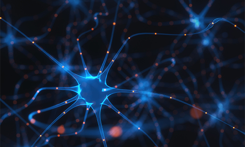 GNAKG 对人体各方面的功效